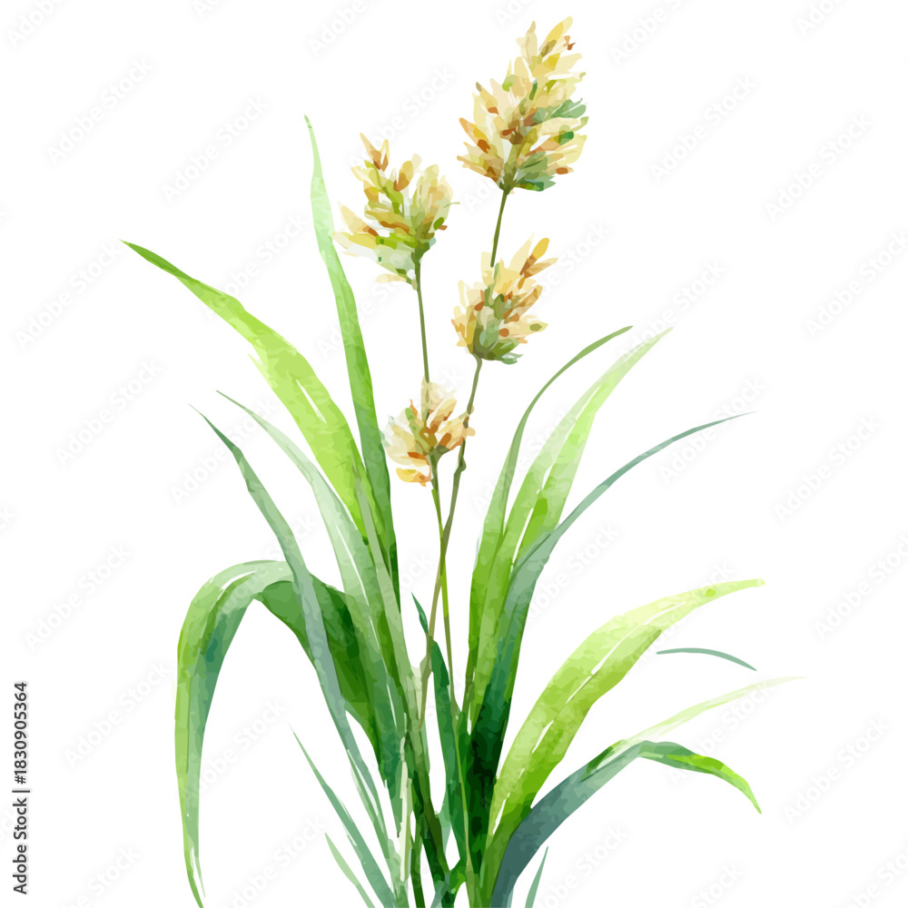 Fototapeta premium Lemongrass, watercolor illustration vector, isolated on a white background.