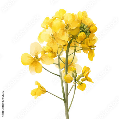 Canola, watercolor vector, isolated on a white background.