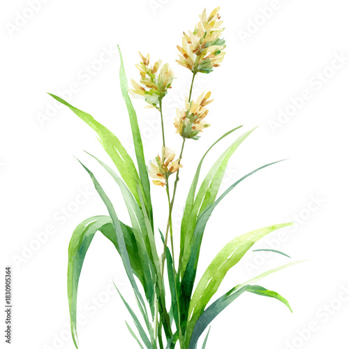 Lemongrass, watercolor illustration vector, isolated on a white background.