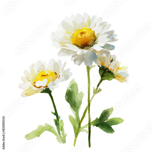 Chamomile, watercolor vector, isolated on a white background.