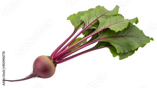 Fresh beetroot with green leaves isolated on black background for food photography