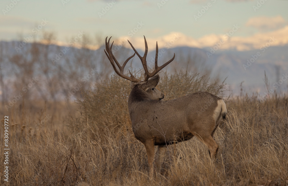 Fototapeta premium Buck Mule Deer During the Rut in Autumn in Colorado