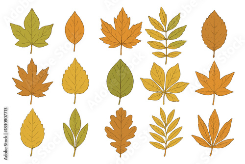 Various autumn tree leaves collection in warm fall colors isolated on white
