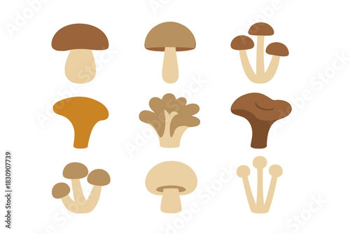 Diverse collection of edible and wild forest mushrooms arranged in a grid pattern