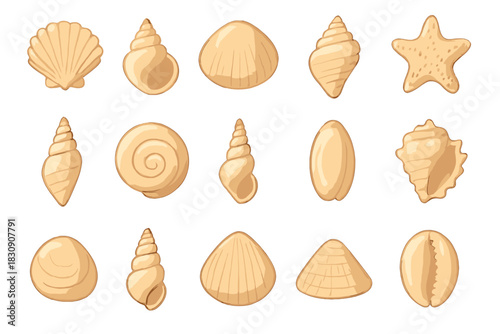 Assortment of beige seashells, spiral conch shells, and starfish on white background