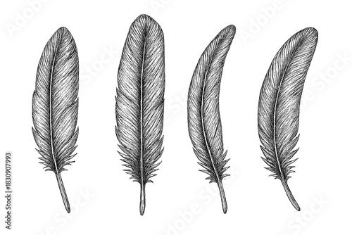 Detailed natural bird plumes set with vintage engraving texture on white background
