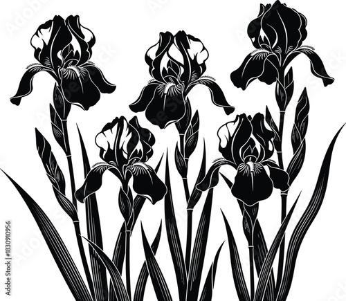 Black Iris Flowers and Leaves Silhouette Vector Illustration, Detailed Botanical Outline Set of Blooms 