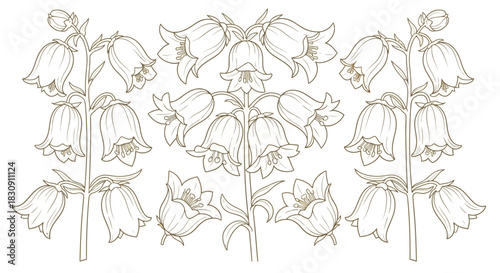Delicate Campanula Flowers Botanical Line Art Illustration