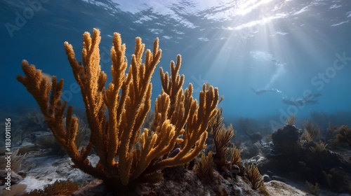 Fototapeta Naklejka Na Ścianę i Meble -  Bright sun rays illuminate a vibrant orange coral reef with snorkelers swimming in the clear blue ocean depths