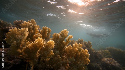 Fototapeta Naklejka Na Ścianę i Meble -  A snorkeler swims near a golden hued coral reef as sunlight filters through the ocean surface