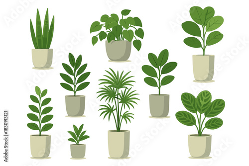 Collection of various popular indoor houseplants in decorative pots isolated on white background