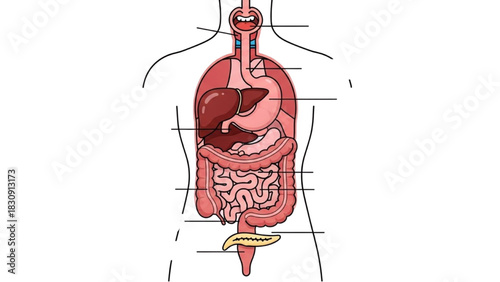 Anatomical illustration of the human digestive system organs, including stomach and liver