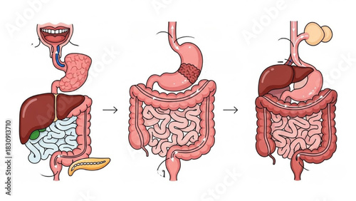 Detailed Anatomical Illustration of the Human Digestive System and Food Processing Stages