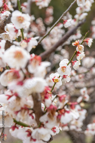 早春に咲き誇る白梅
