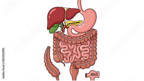 Human Digestive System Anatomy, Organs, and Functions for Health and Education