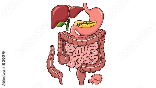 Human Digestive System A Detailed Illustration of Organs and Anatomy