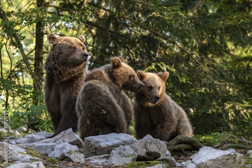 Wallpaper Mural European brown bear (Ursus arctos arctos), mother with two cubs, in the forest, Dolenjska region, Slovenia Torontodigital.ca