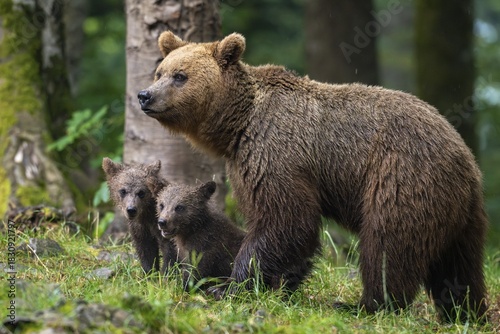 Wallpaper Mural European brown bear (Ursus arctos arctos), mother with two cubs, in the forest, Notranjska region, Slovenia Torontodigital.ca