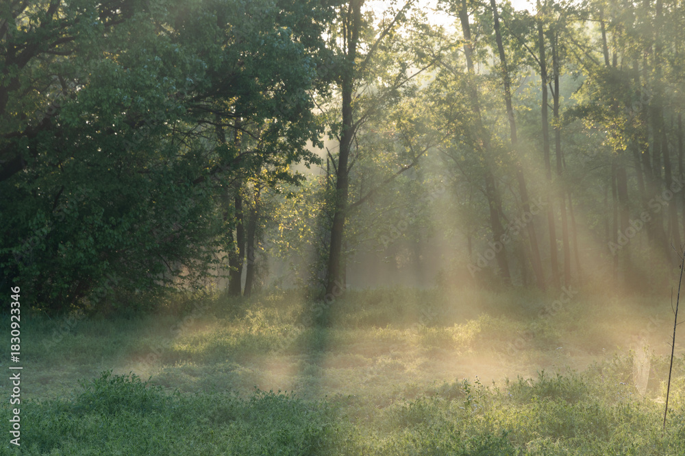 Fototapeta premium 森の朝靄に降り注ぐ光の柱