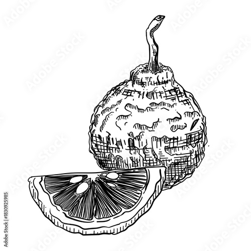 Bergamot citrus vector line art hand drawn illustration