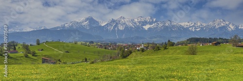 Common dandelion (Taraxacum sect. Ruderalia) in spring, meadow near Rieden am Forggensee, Ostallgäu, Allgäu, Bavaria, Germany