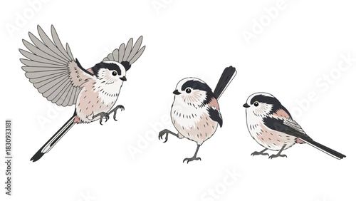 Three long-tailed tits in flight and standing, detailed illustration with white background