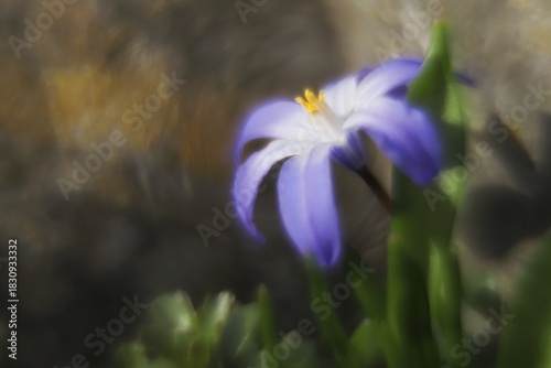 Close-up of a purple flower, alpine squill (Scilla bifolia) with blurred background, Hesse, Germany