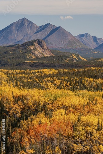 Yellowish coloured aspens in autumn in front of mountains, Alaska Range, Alaska, USA