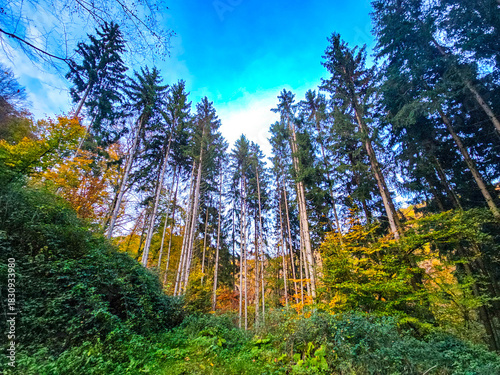 Autumn Gaze Into the Sky