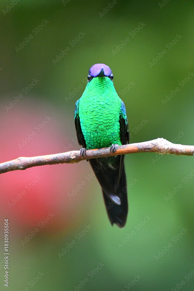 Obraz premium Violet-capped Woodnymph, hummingbird