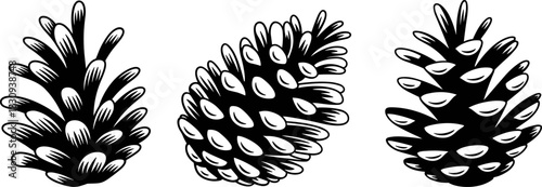 Set of three detailed black and white pine cones with intricate scales, a classic natural element for winter, Christmas, and rustic outdoor design.