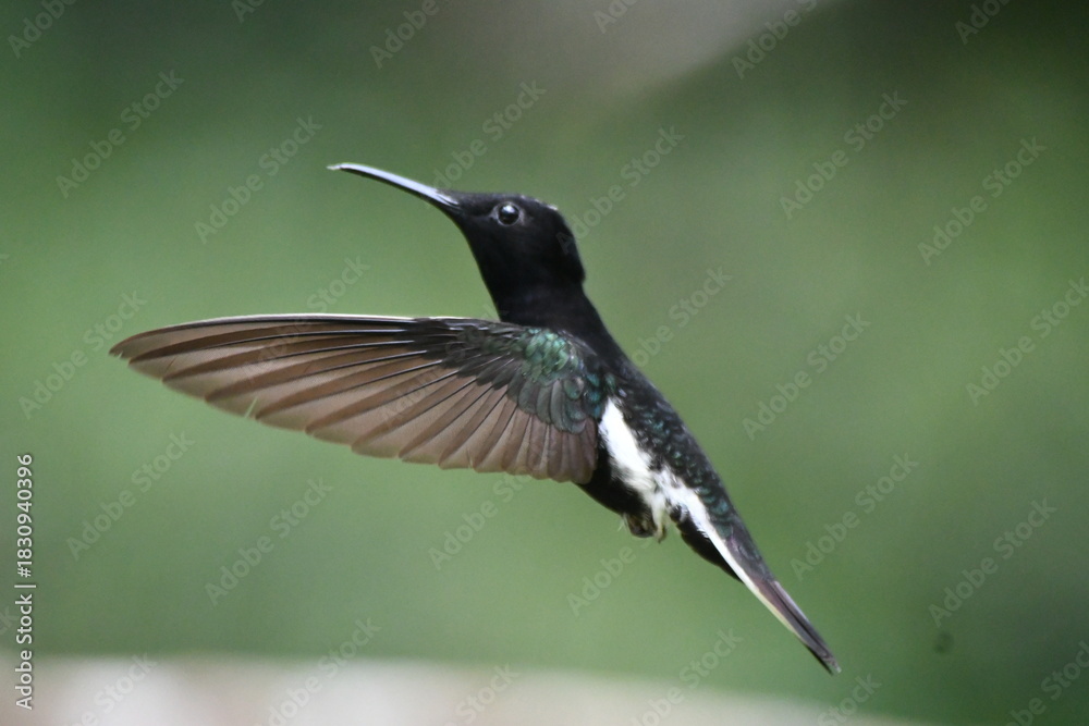 Fototapeta premium hummingbird in flight, Black Jacobin