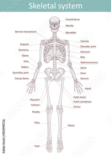 HUMAN SKELETON front view, hand drawn color vector illustration