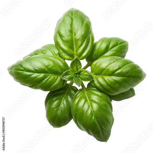 Fresh Basil Leaves Arranged in a Vibrant Display on a White Background