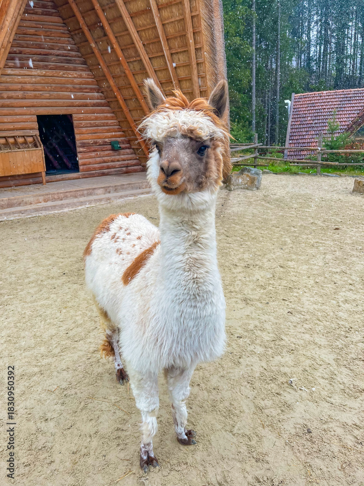 Obraz premium An alpaca in front of its wooden house. An alpaca and flying snow. An alpaca is a light-red animal with small ears and thick, fluffy fur. Alpaca
