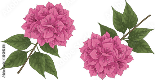 Realistic Vector Illustration of Vibrant Pink Bougainvillea Flower Clusters on Green Leafy Branches, Ideal for Tropical, Wedding, and Exotic Floral Themes