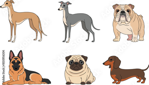Vector Illustration Collection of Diverse Domestic Dog Breeds, Featuring Greyhound, Whippet, Bulldog, German Shepherd, Pug, and Dachshund in Various Poses for Pet and Animal Themes