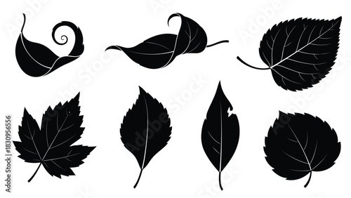 Diverse collection of elegant black leaf silhouettes showcasing various natural shapes and intricate vein patterns,, isolated on white background