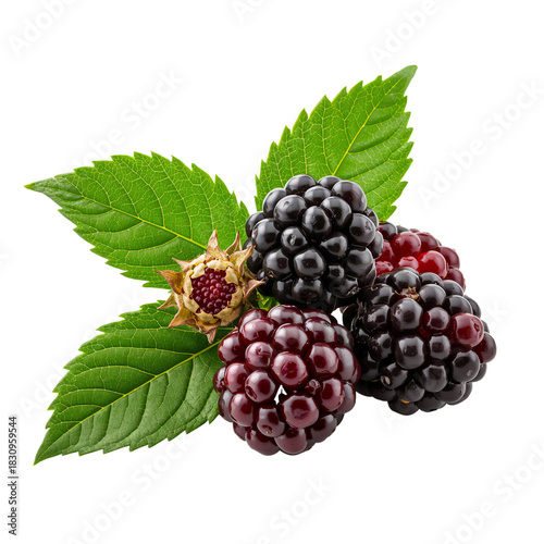 Fresh Blackberries on Green Leaves With a Hint of Red, Perfect for Summer Des...