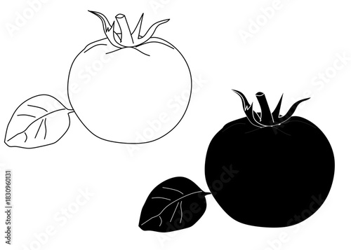 Tomatoes Outline and Silhouette Botanical Set