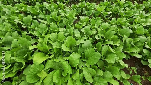 Wallpaper Mural 4K Ultra HD: Lush Green Mustard Greens Field - Tropical Agriculture Torontodigital.ca
