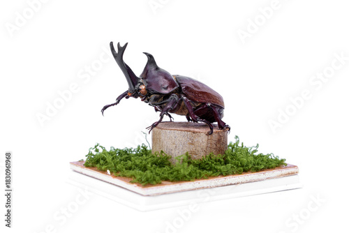 Stuffing insects. Taxidermy of dead male Japanese rhinoceros beetle - Allomyrina dichotoma placed on mini wood log decorated with fake moss simulate nature like life isolated on white background.