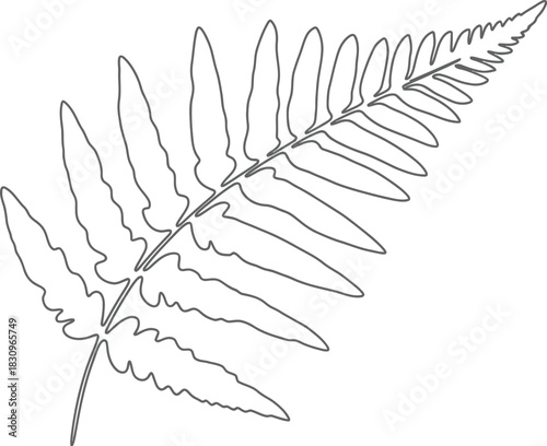 Fern frond illustration in black outline on white paper