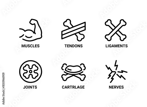Muscles Tendons Ligaments Joints Cartilage Nerves Minimal Bold Line Icon Set