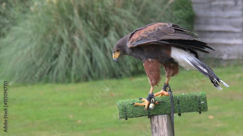 Harris Hawk (Parabuteo unicinctus) wearing anklets and a bell, moving around and shaking its feathers during a public falconry display. Slow motion x5