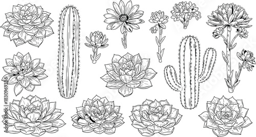 Succulent and cactus botanical illustration set, desert plant vector art, cad drawing flat vector illustration, black graphic design