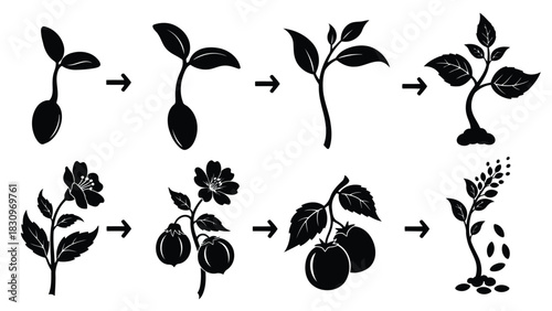 Flat vector illustration of the complete plant life cycle: seed germination, sprout, growing seedling, blooming flower,, isolated on white background