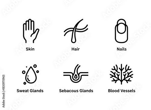 Skin Hair Nails Sweat Glands Sebaceous Glands Blood Vessels Minimal Bold Line Icon Set