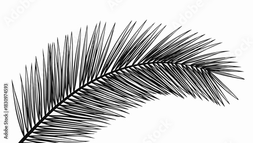 Detailed Black and White Palm Leaf Frond Illustration.
