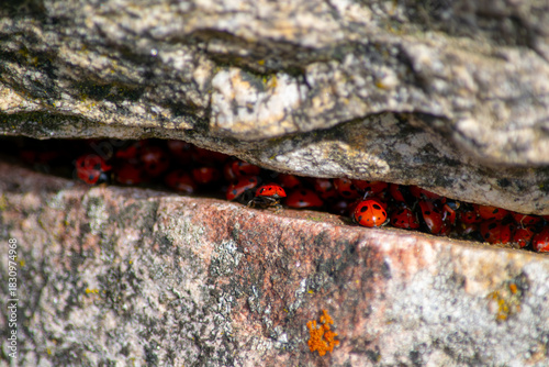 Massive Swarm or Cluster of Red Ladybugs Hiding in a Rock Crevice